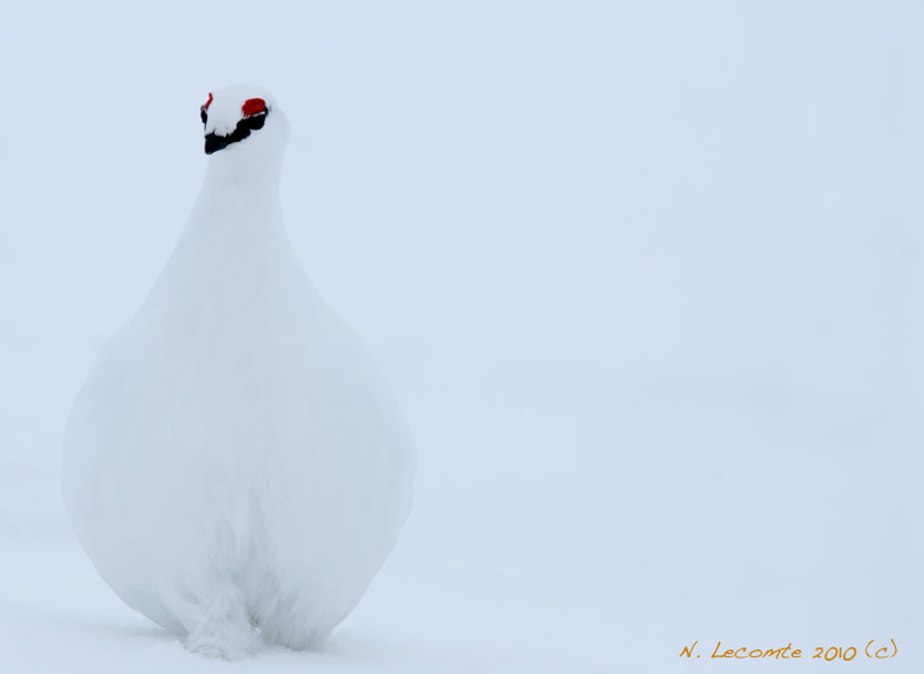 ptarmigan - Nicolas Lecomte (c)